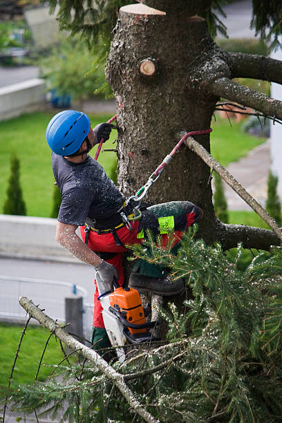 How Our Tree Care Process Works  in Havana, FL