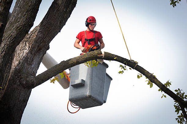 Reliable Havana, FL Tree Services Solutions